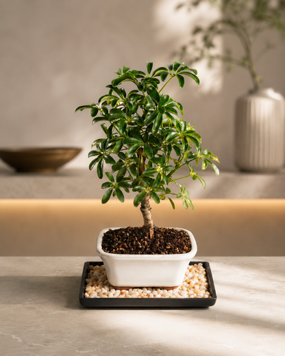 Small Live Bonsai Bonsai Tree