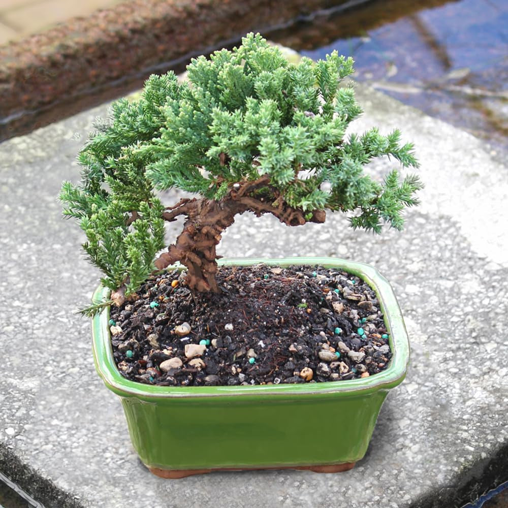 - Medium Juniper Live Bonsai Tree