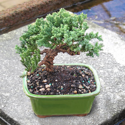 - Medium Juniper Live Bonsai Tree