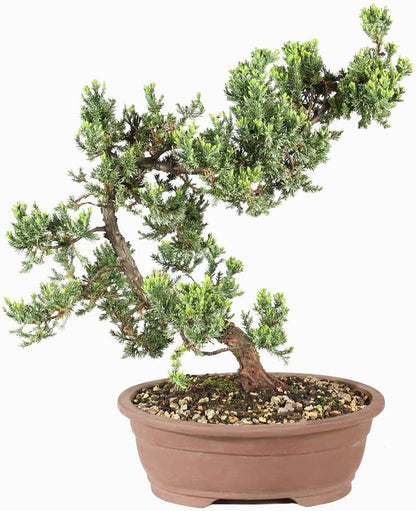 - Large Juniper Live Bonsai Tree