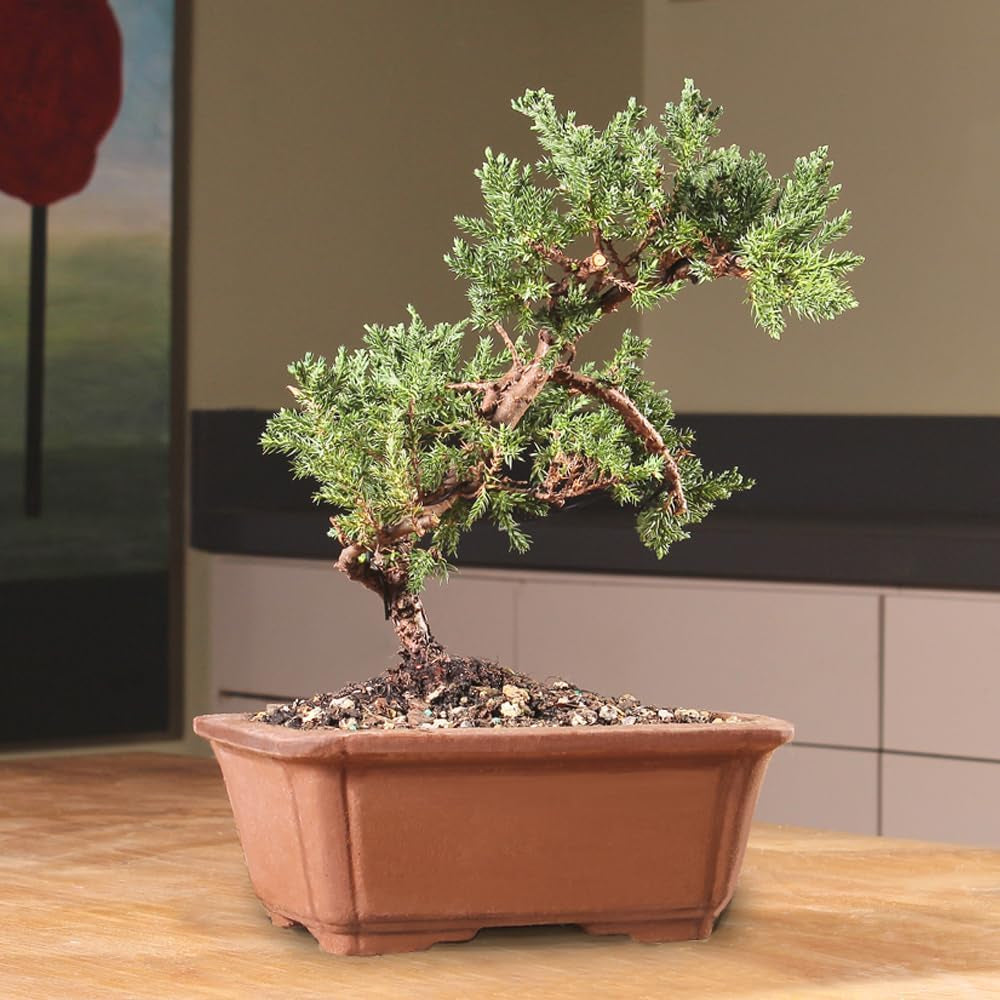 - Medium Juniper Live Bonsai Tree