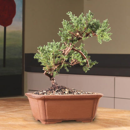 - Medium Juniper Live Bonsai Tree