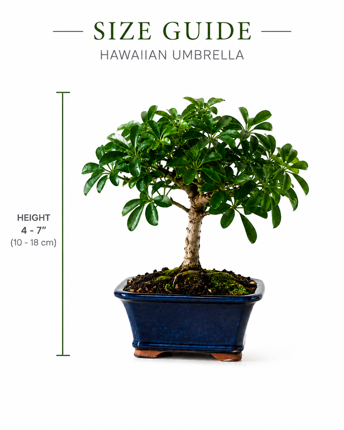 Hawaiian Umbrella Bonsai