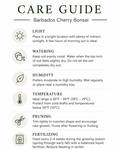 Barbados Cherry Bonsai