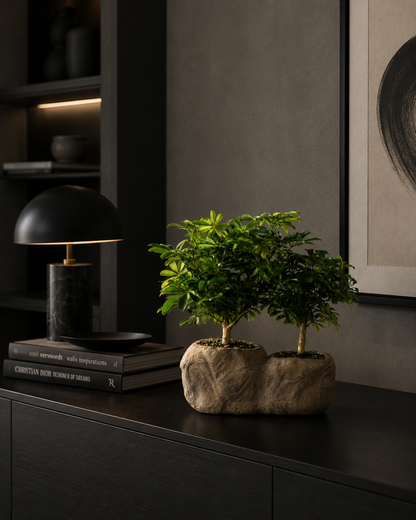 Hawaiian Umbrella Bonsai in Rock Pot