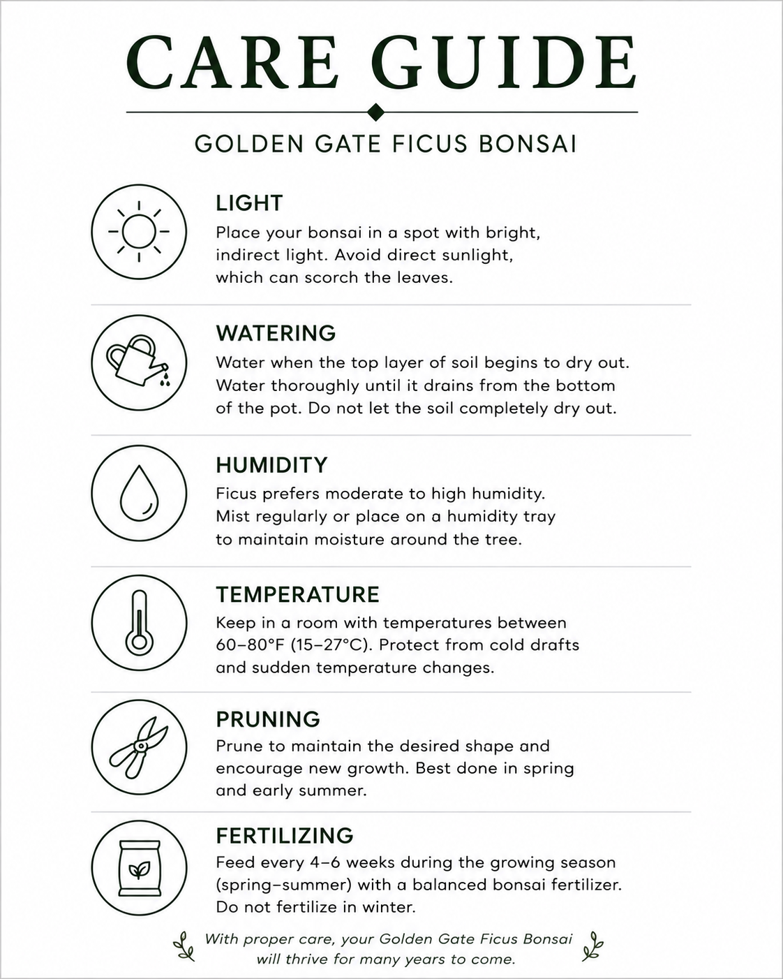 Golden Gate Ficus Indoor Bonsai