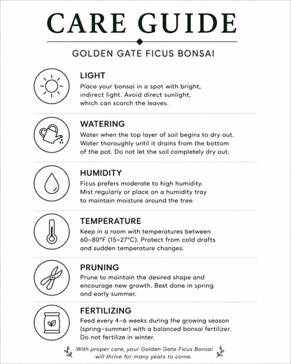 Golden Gate Ficus Indoor Bonsai