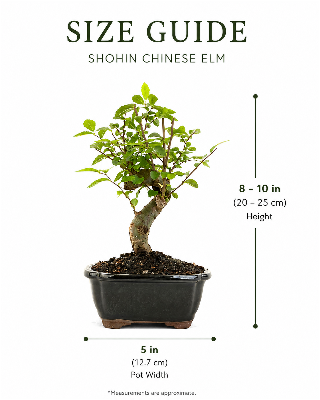 TODOROKI Shohin Chinese Elm Bonsai Tree