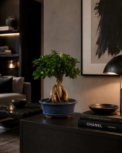 Ginseng Grafted Ficus Bonsai