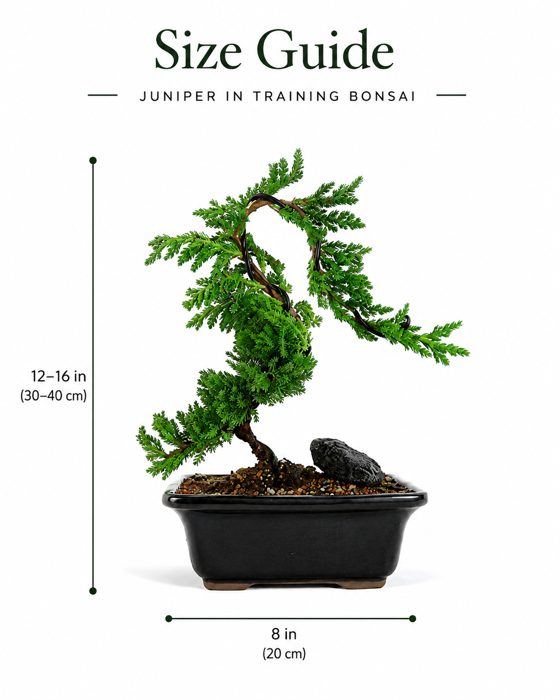 TODOROKI Juniper in Training Bonsai