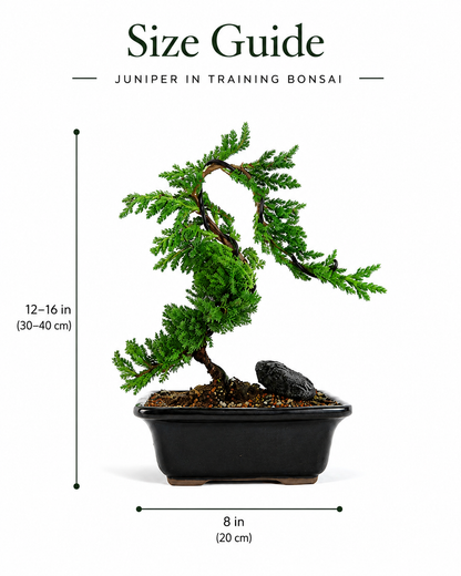 TODOROKI Juniper in Training Bonsai