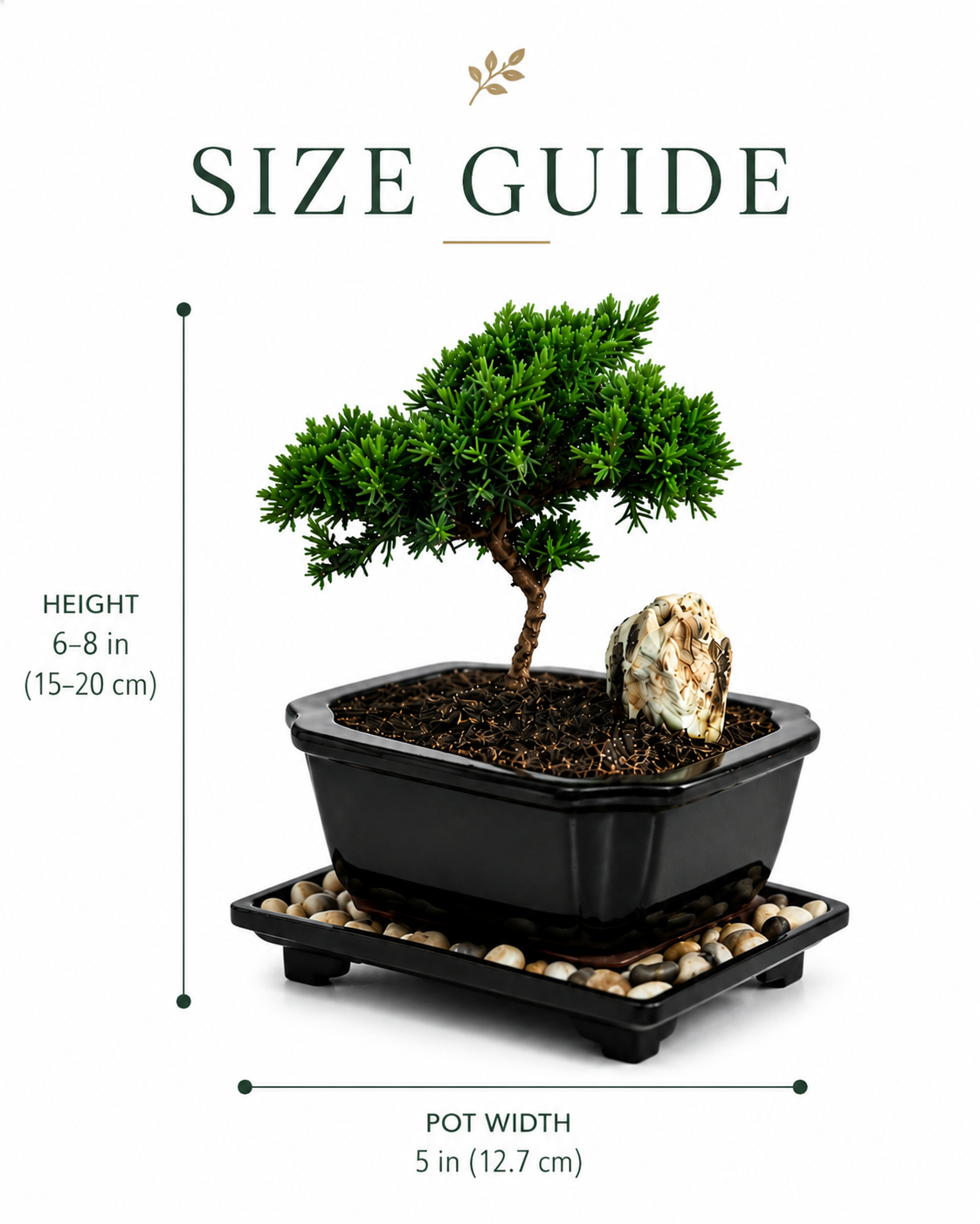 TODOROKI Miniature Young Juniper Bonsai