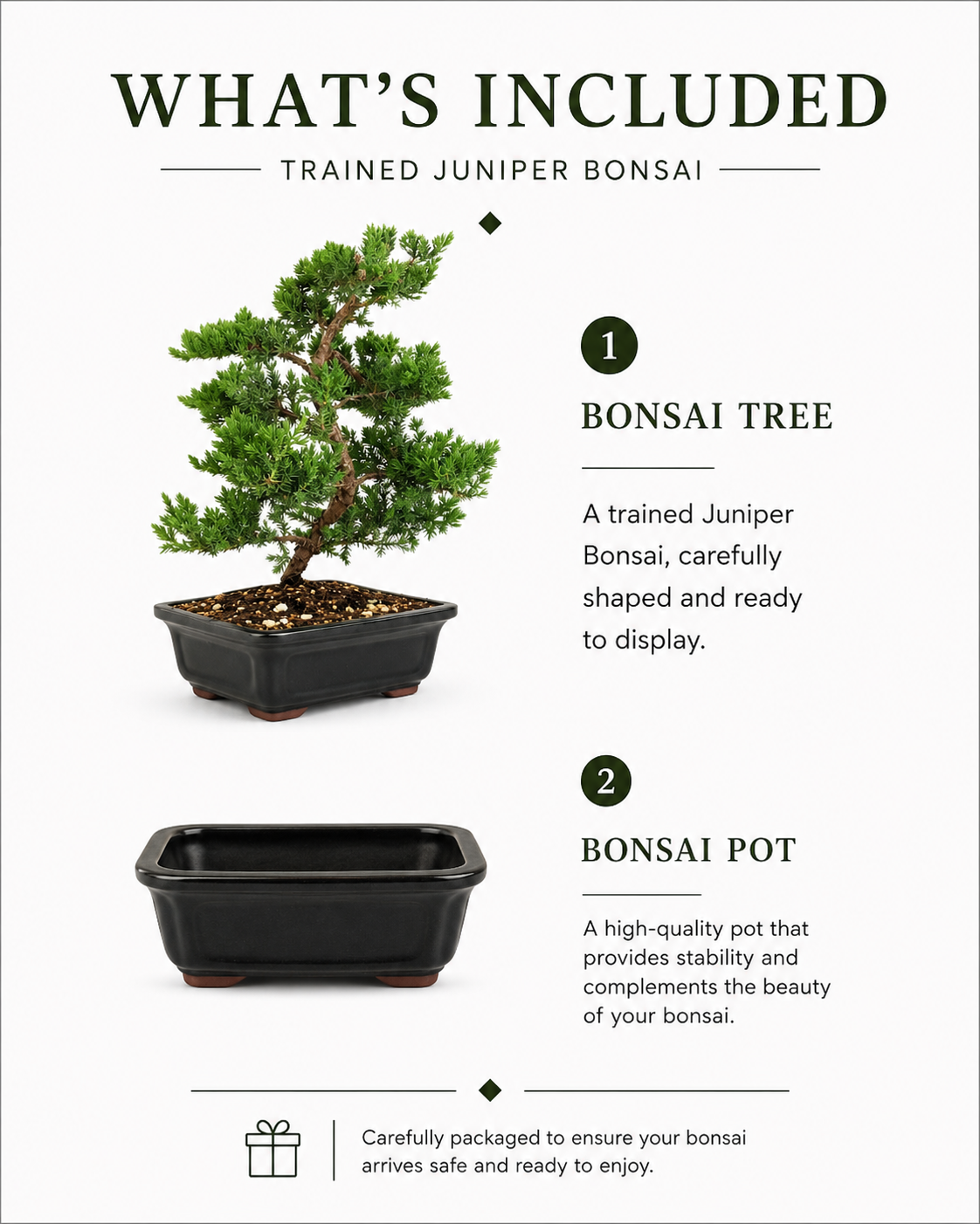Trained Juniper Bonsai Tree