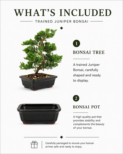 Trained Juniper Bonsai Tree