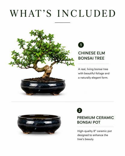 TODOROKI Chinese Elm Bonsai Tree