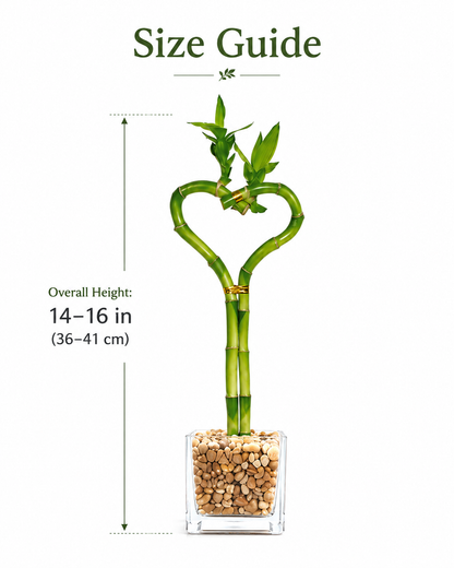 Heart Shaped Lucky Bamboo Bonsai