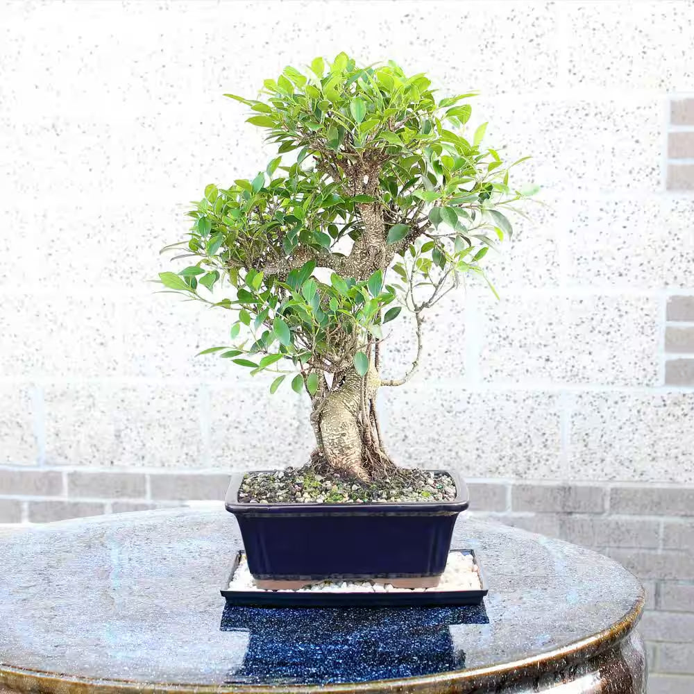 Golden Gate Ficus Bonsai Tree Indoor Plant in Ceramic Bonsai Pot Container, 10 Years Old, 16 to 20 In.