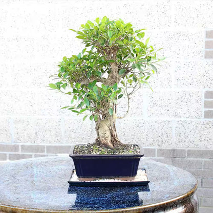 Golden Gate Ficus Bonsai Tree Indoor Plant in Ceramic Bonsai Pot Container, 10 Years Old, 16 to 20 In.