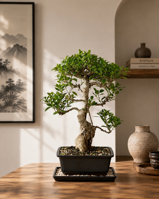 Golden Gate Ficus Bonsai Tree