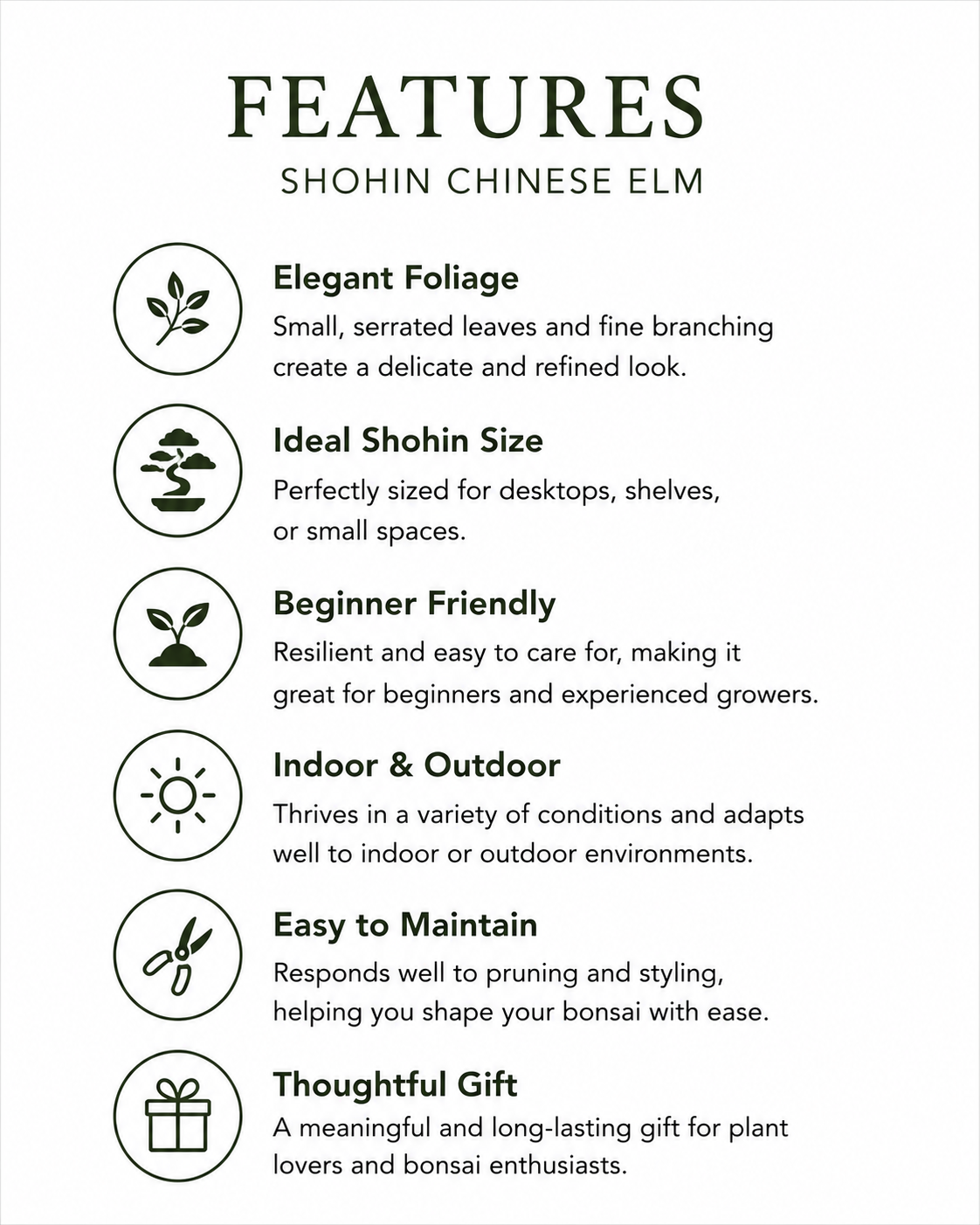 TODOROKI Shohin Chinese Elm Bonsai Tree