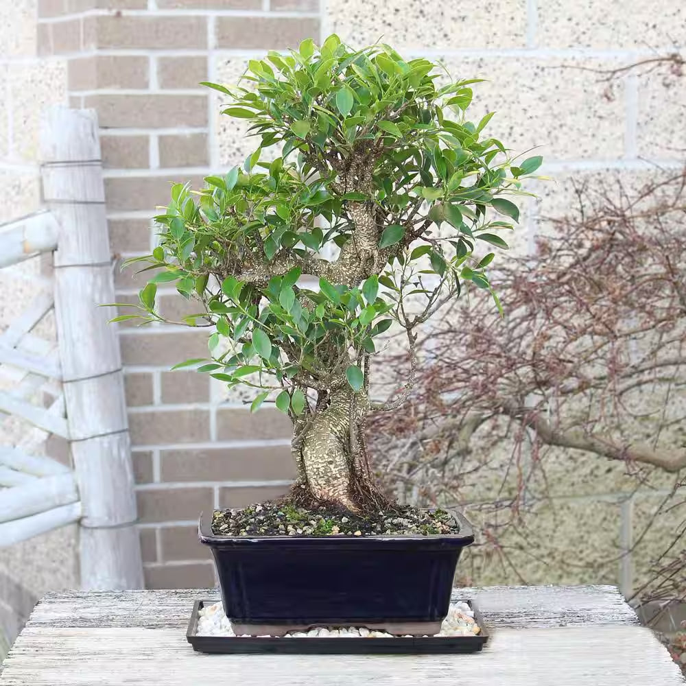 Golden Gate Ficus Bonsai Tree Indoor Plant in Ceramic Bonsai Pot Container, 10 Years Old, 16 to 20 In.