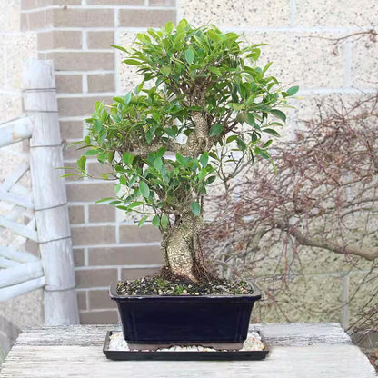 Golden Gate Ficus Bonsai Tree Indoor Plant in Ceramic Bonsai Pot Container, 10 Years Old, 16 to 20 In.