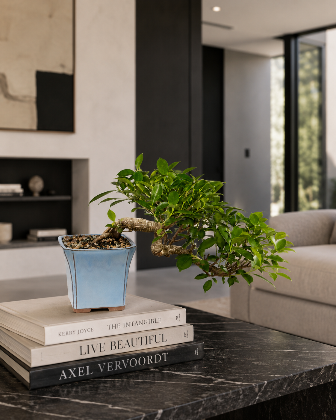 Golden Gate Ficus Bonsai