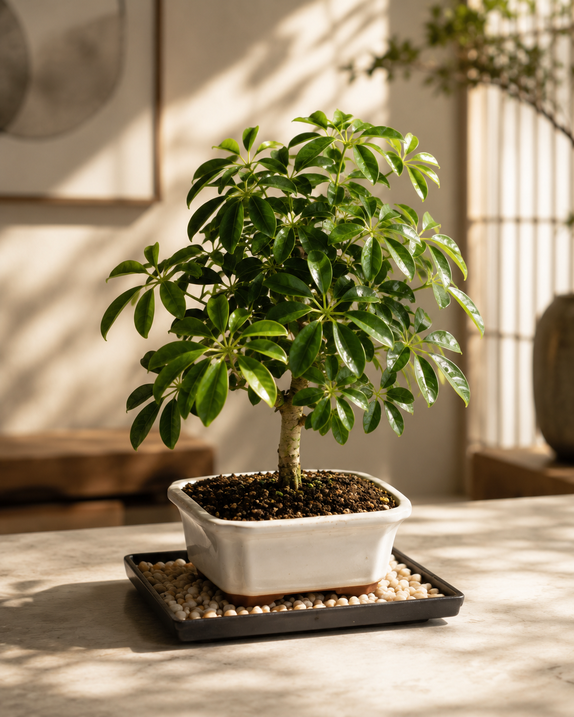 Small Live Bonsai Bonsai Tree
