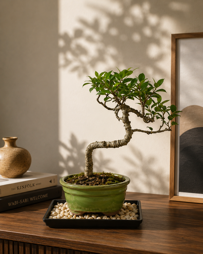 Golden Gate Ficus Bonsai Tree