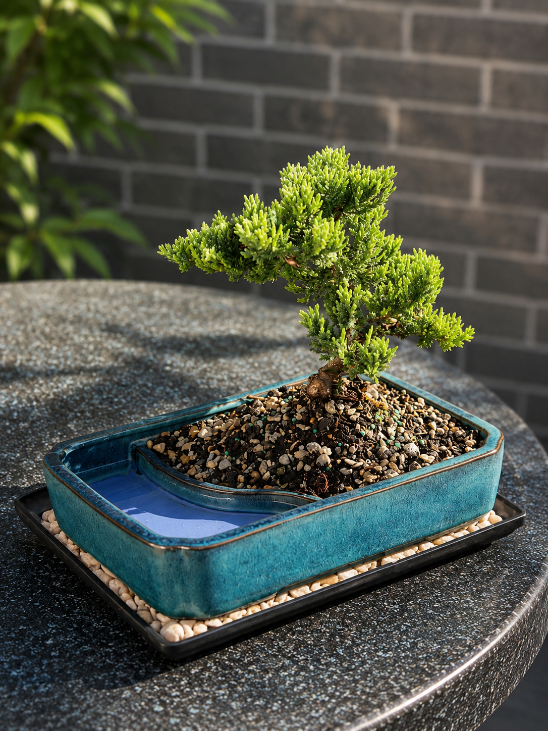 Large Juniper Live Bonsai Tree