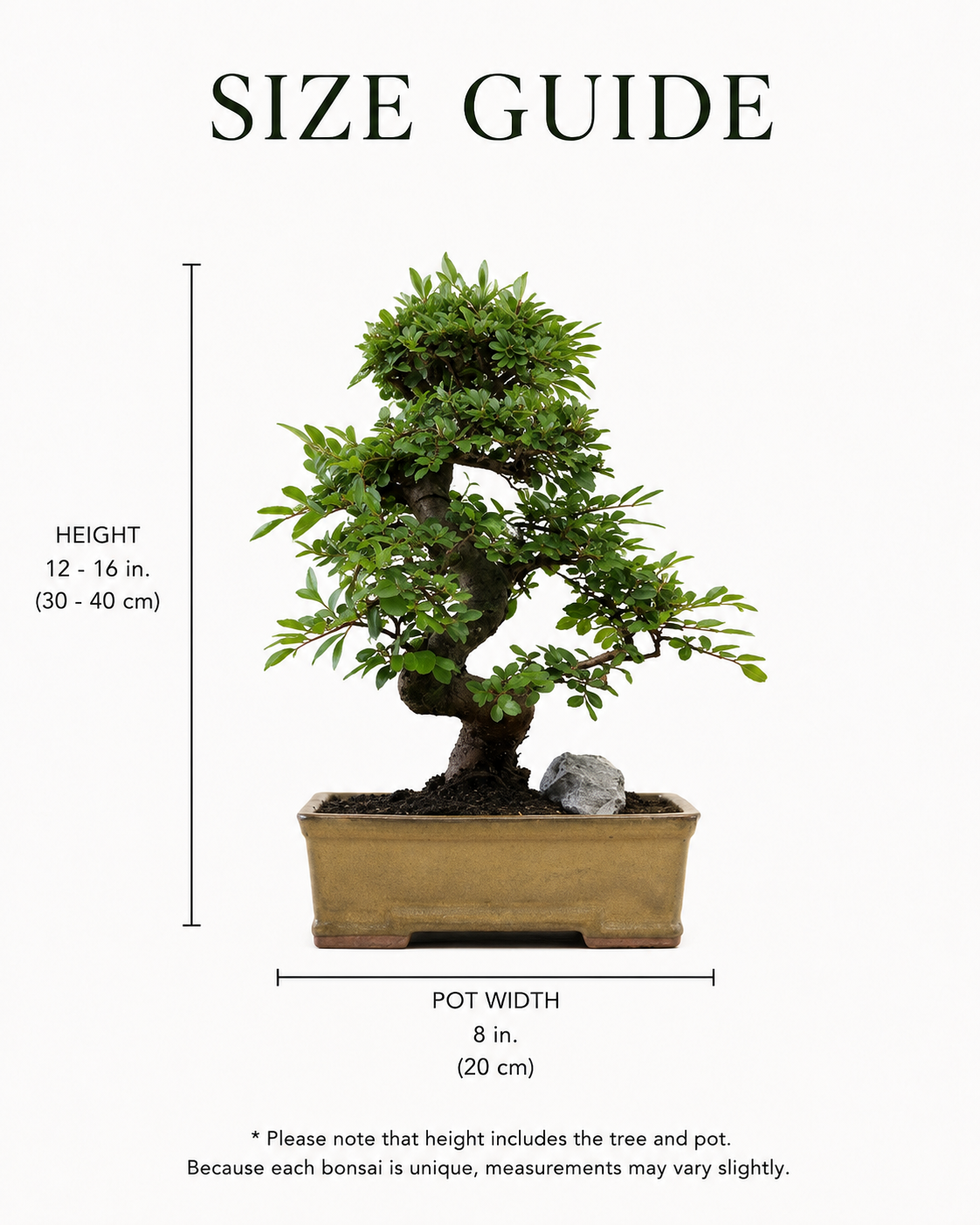 TODOROKI Chinese Elm Bonsai Tree