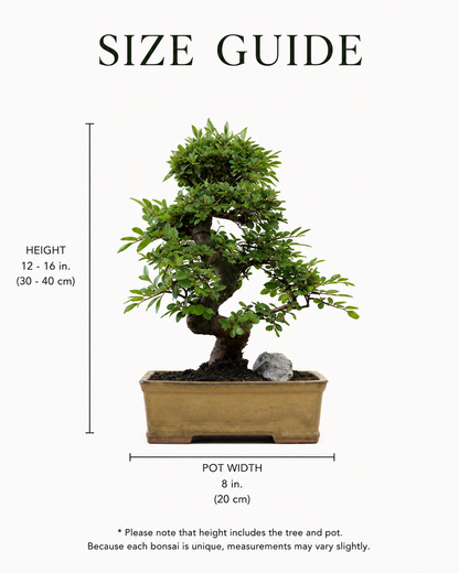 TODOROKI Chinese Elm Bonsai Tree