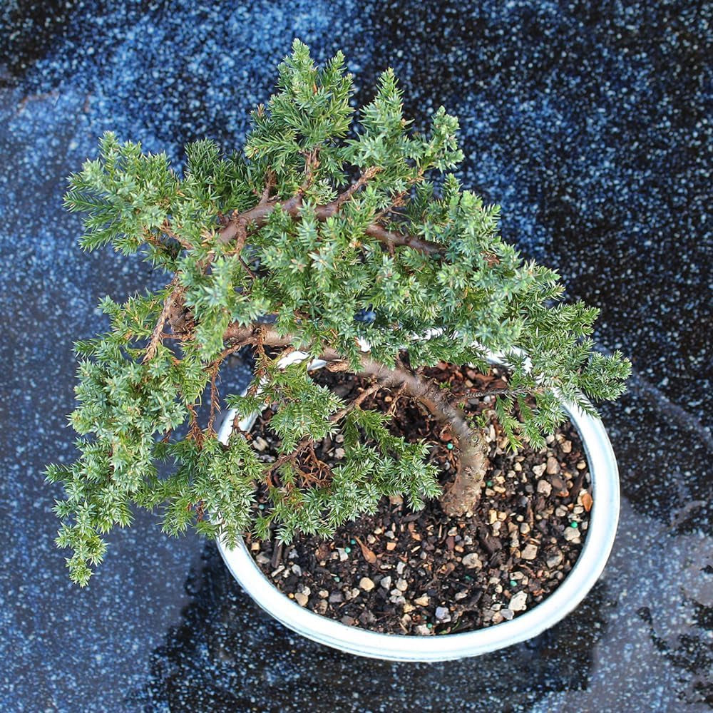 - Medium Juniper Live Bonsai Tree