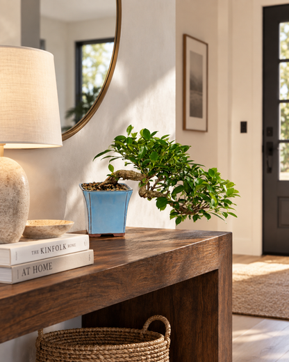 Golden Gate Ficus Bonsai