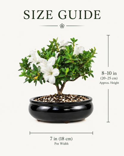 TODOROKI White Azalea Bonsai Tree