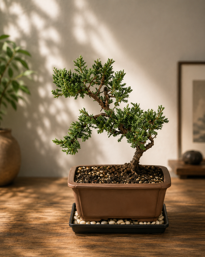 Live Green Mound Juniper Bonsai Tree