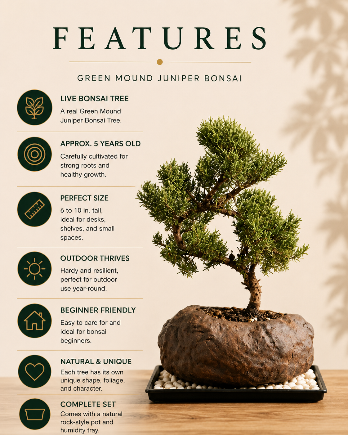 Juniper Live Bonsai Tree
