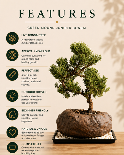 Juniper Live Bonsai Tree