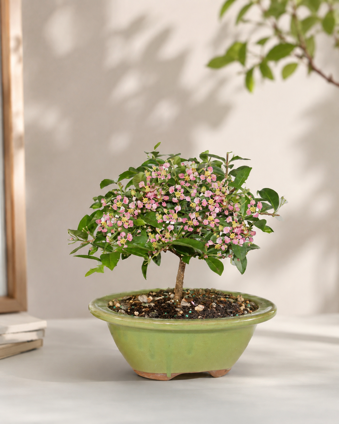 Barbados Cherry Bonsai