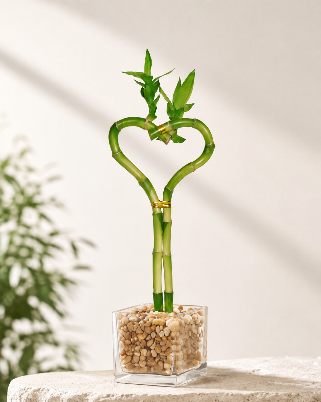 Heart Shaped Lucky Bamboo Bonsai