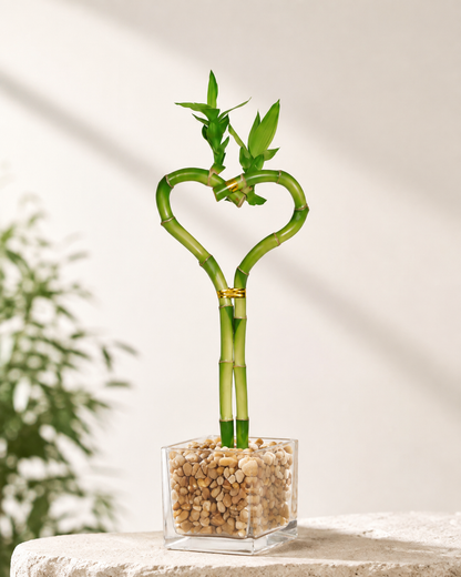 Heart Shaped Lucky Bamboo Bonsai