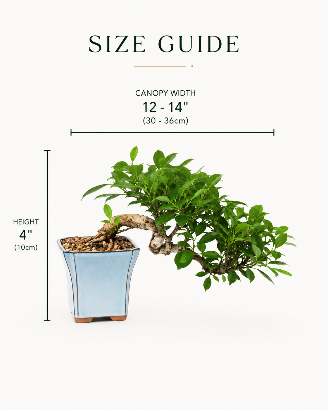 Golden Gate Ficus Bonsai