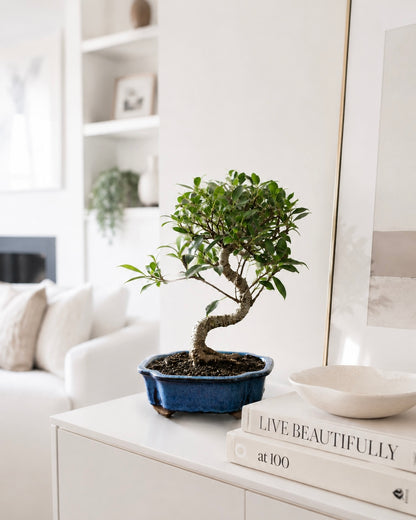 Golden Gate Ficus Indoor Bonsai