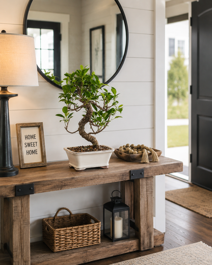 Golden Gate Ficus Bonsai