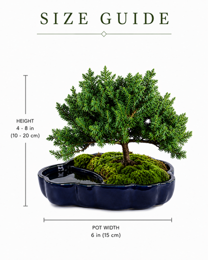 TODOROKI Green Mound Juniper Bonsai