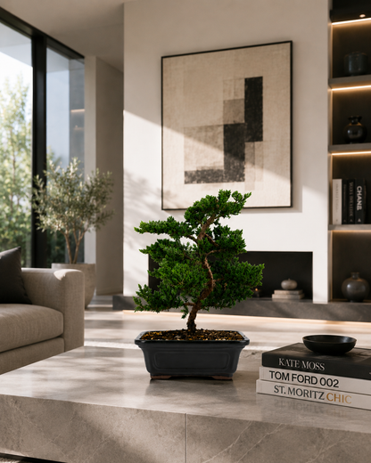 TODOROKI Trained Juniper Bonsai Tree