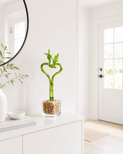 Heart Shaped Lucky Bamboo Bonsai