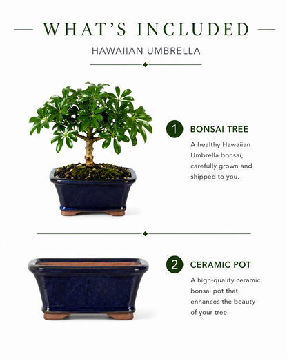 Hawaiian Umbrella Bonsai