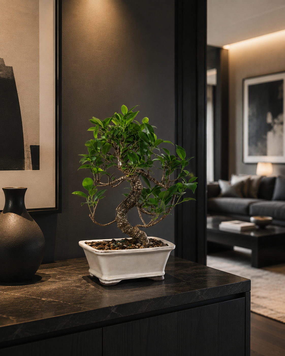Golden Gate Ficus Bonsai