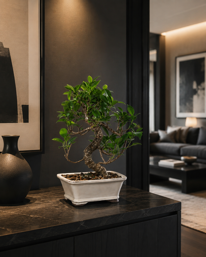 Golden Gate Ficus Bonsai